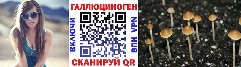купить Чайковский Галлюциногенные грибы Psilocybe